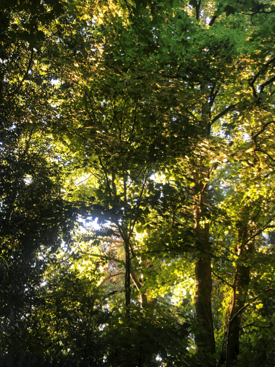 forest sunlight