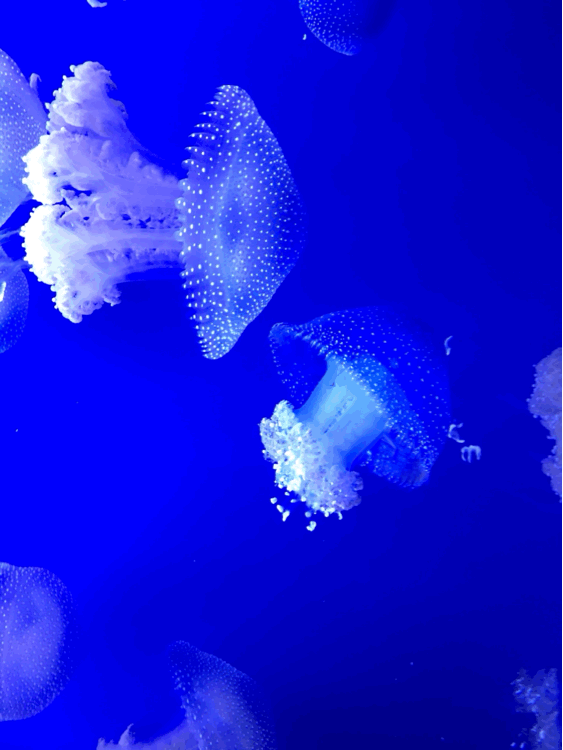 aquarium jellyfish