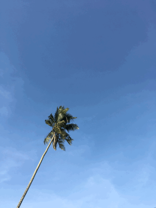 palm tree