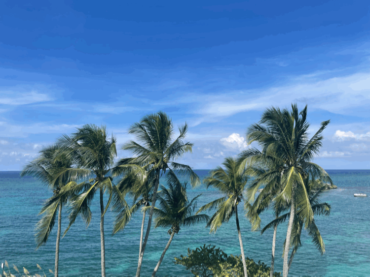 palm tree