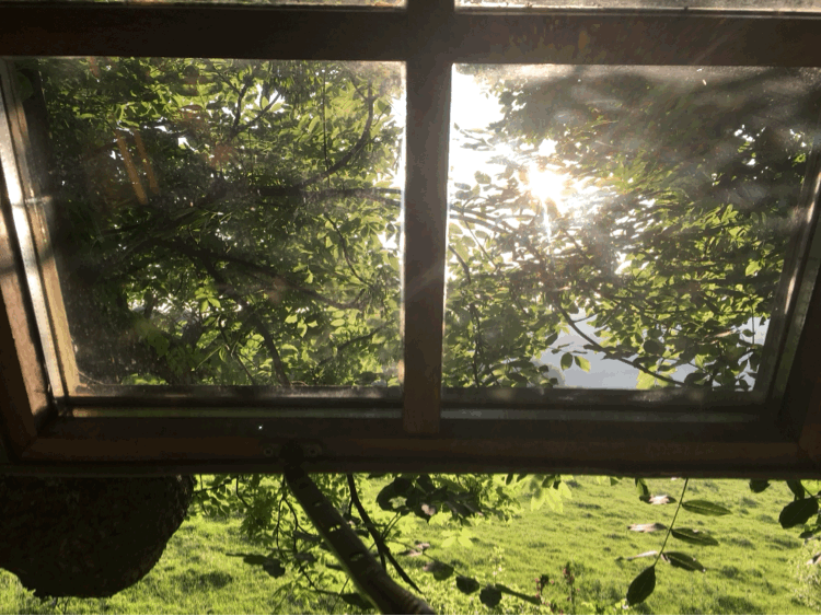 tree sunlight view