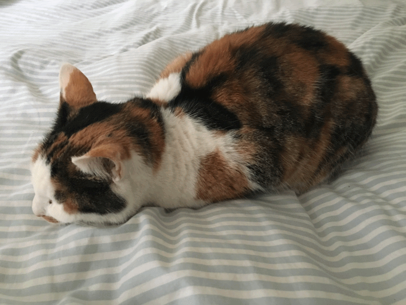 cat