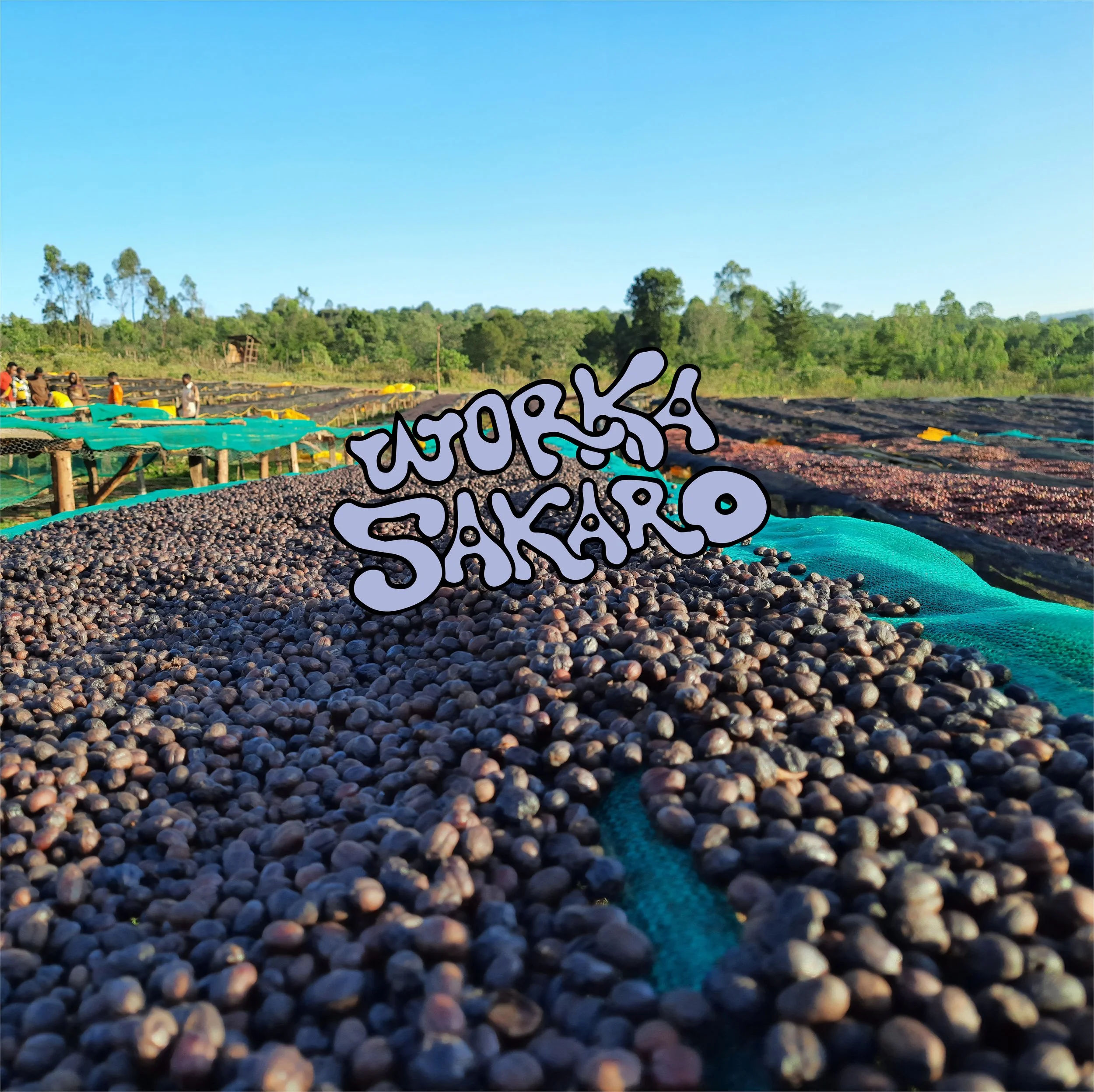 Worka Sakaro - Ethiopia Anaerobic Natural