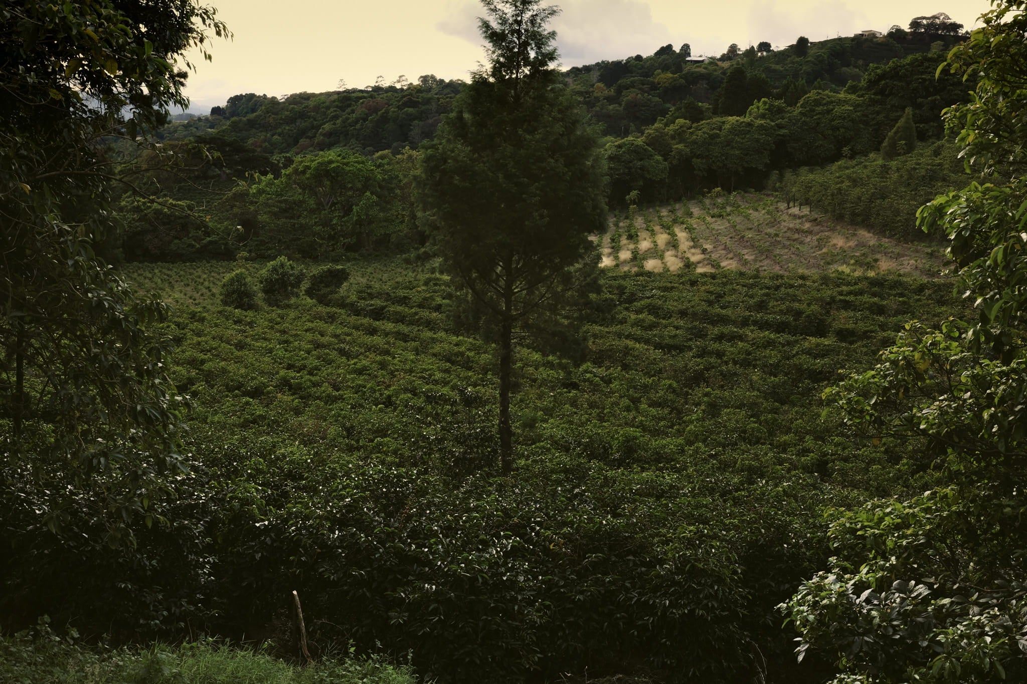 Gitega Hills - Washed Red Bourbon