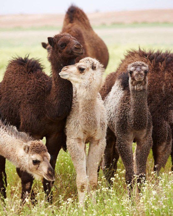 Desert tours starting from Mhamid El Ghizlane