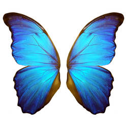 Taylor, The Butterfly Tattoo Design