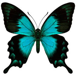 Eden, The Butterfly Tattoo Design