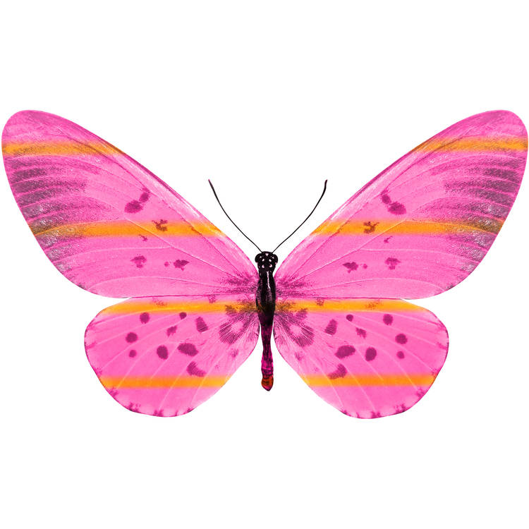 Sofia Butterfly Tattoo Design 
