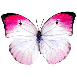 Isabel, The Butterfly Tattoo Design