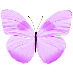 Juliana, The Butterfly Tattoo Design