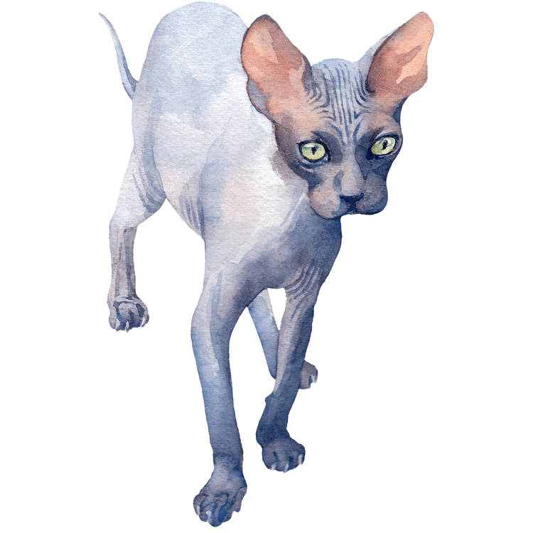 Justin, The Sphynx Tattoo Design 