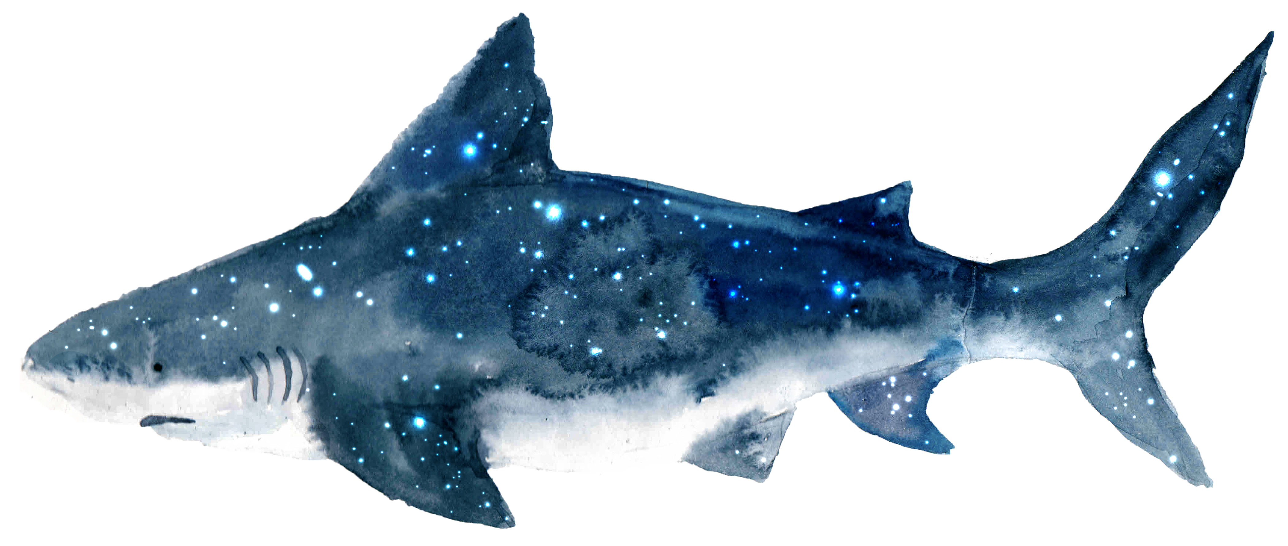 Great White Shark & Hammerhead Shark Tattoo – Tattooed Now !