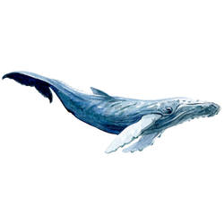 Vincent, The Blue Whale Tattoo Design