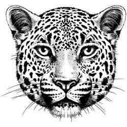 Bobby, The Leopard Tattoo Design