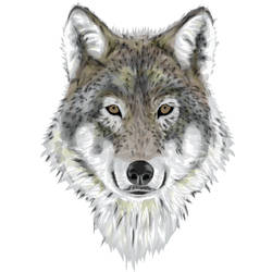 Jerry, The Wolf Tattoo Design