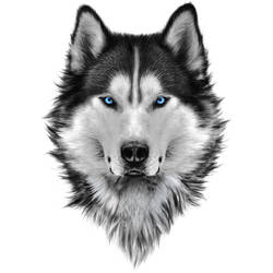 Crystal Blue Eye Wolf Tattoo Design