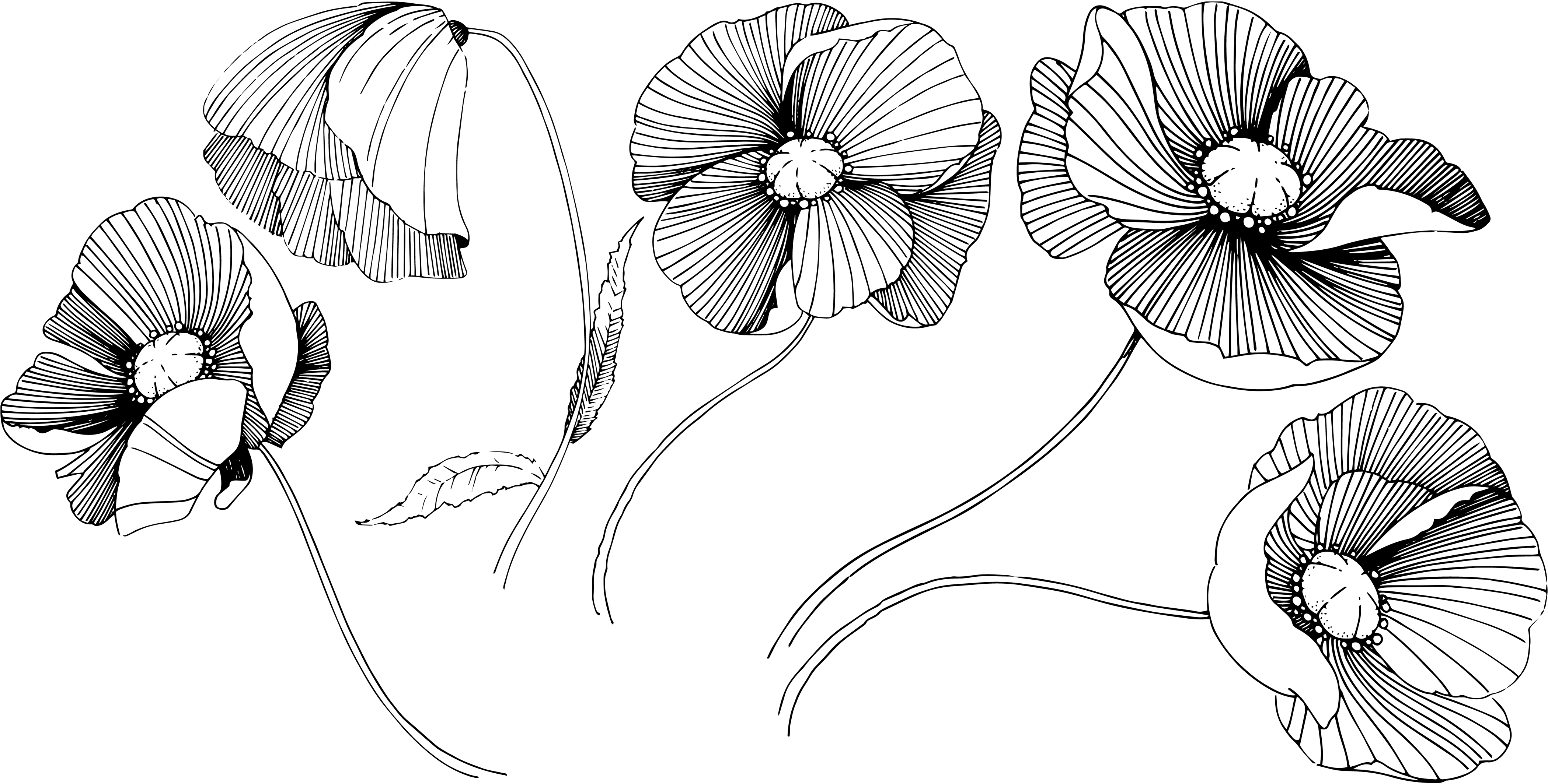 Black and White PoppiesTDBundles9