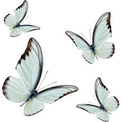 Gray blue butterflies