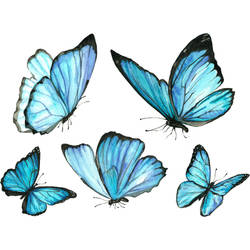 Ocean Blue Butterflies