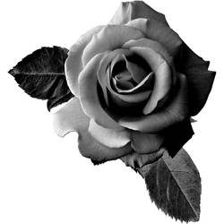 Black Romance Rose Flower Tattoo Design