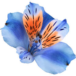 Blue Orange Alstroemeria Tattoo Design