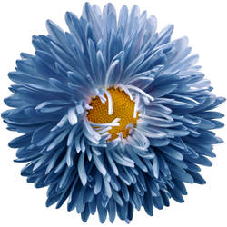 Blue Aster Flower Tattoo Design