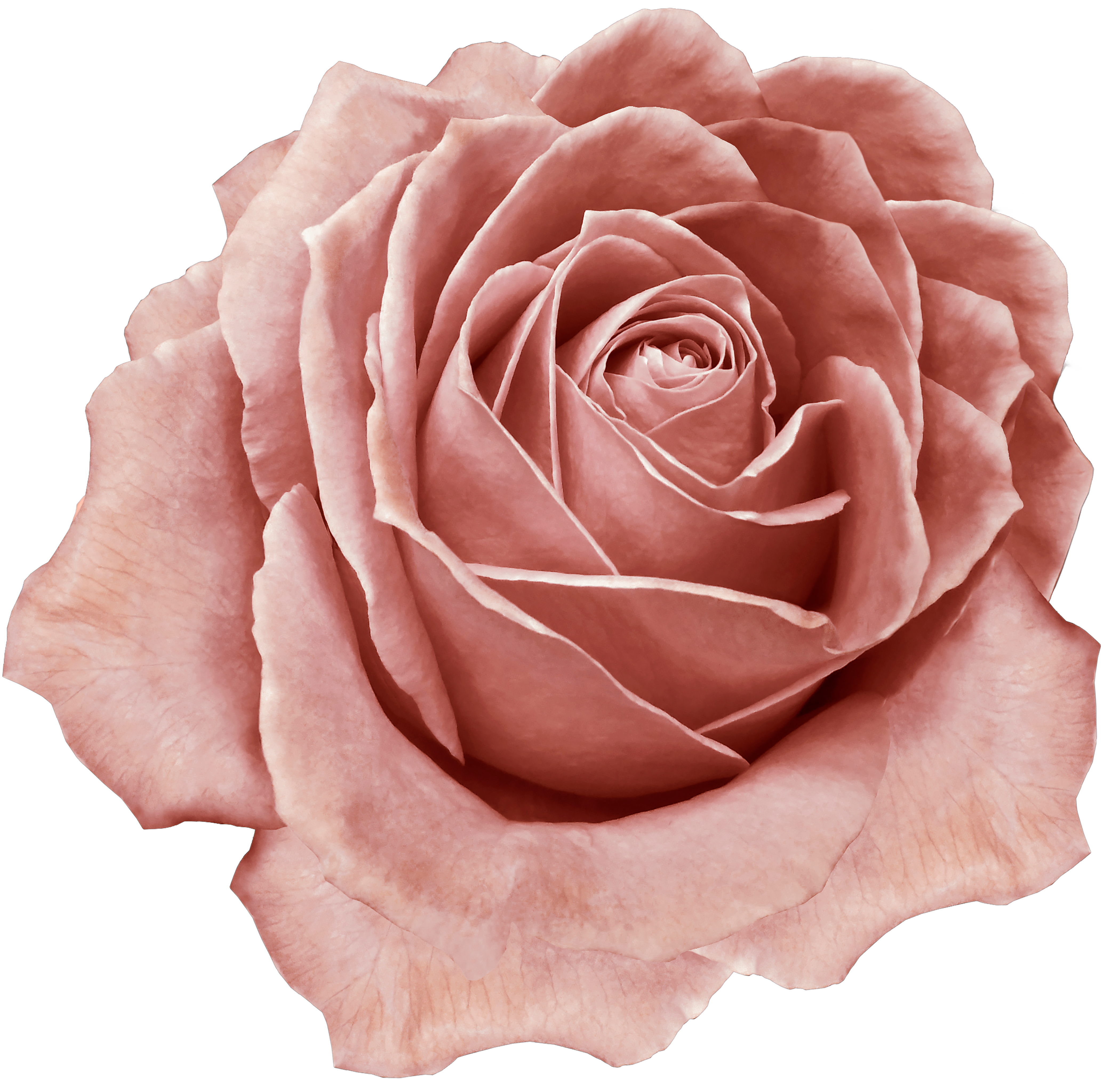 The Timeless Beauty of Rose Tattoos: Unveiling Meaning, Designs, and E –  Chronic Ink