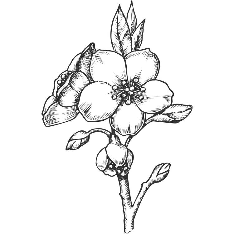 cherry blossom black and white drawing tattoo