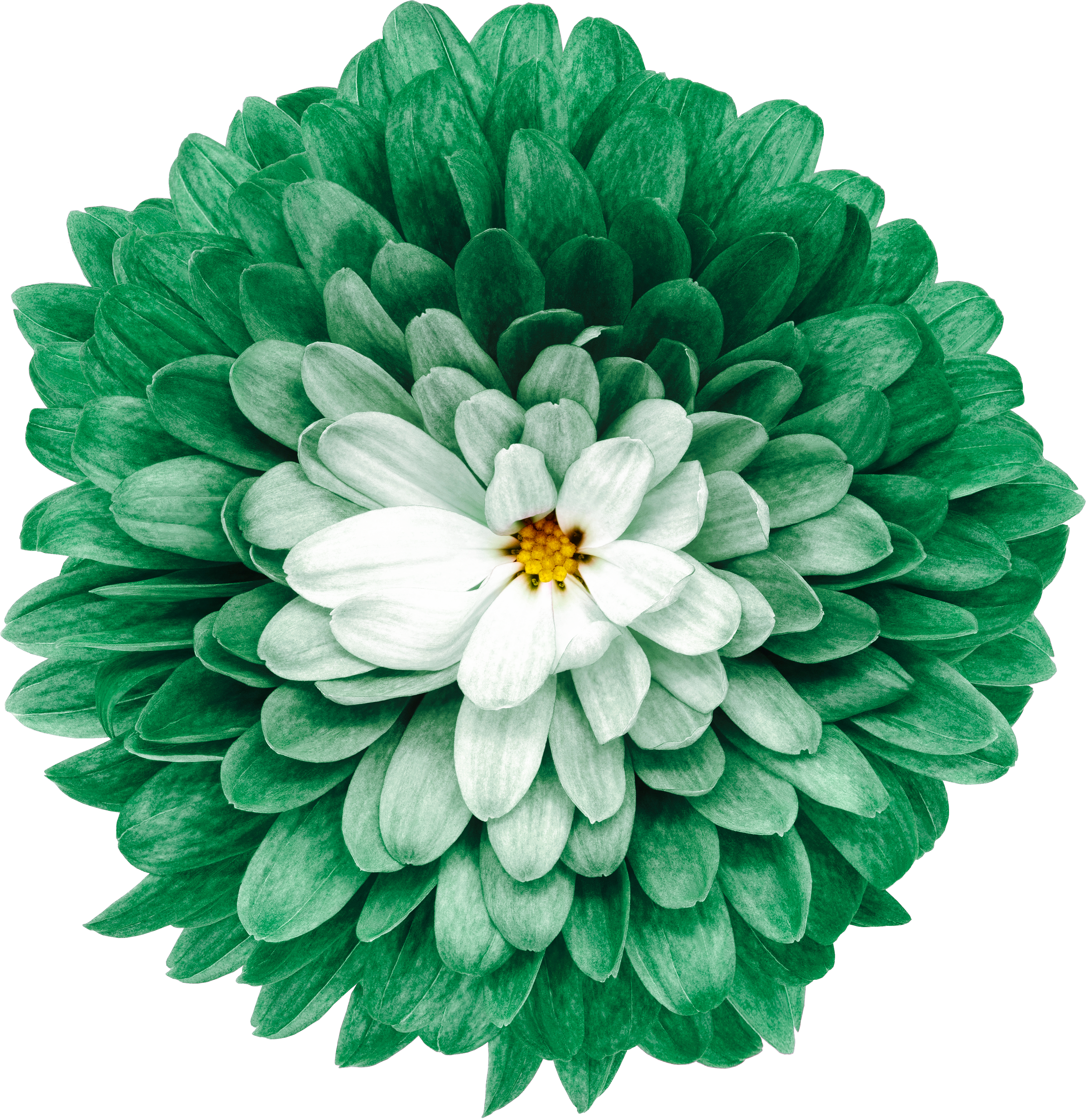 Chrysanthemum tattoo