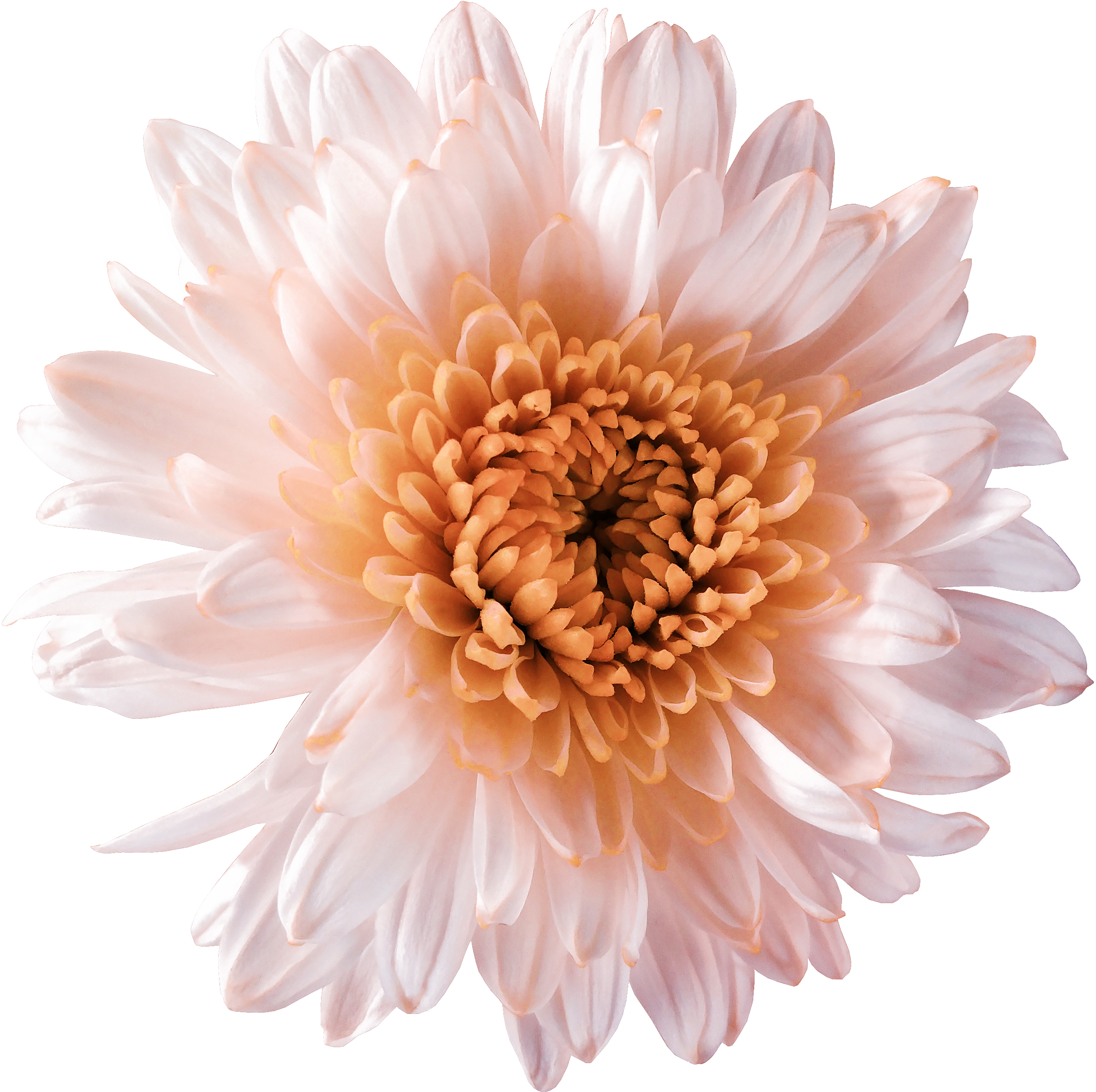 Chrysanthemum Tattoo – Out of Kit