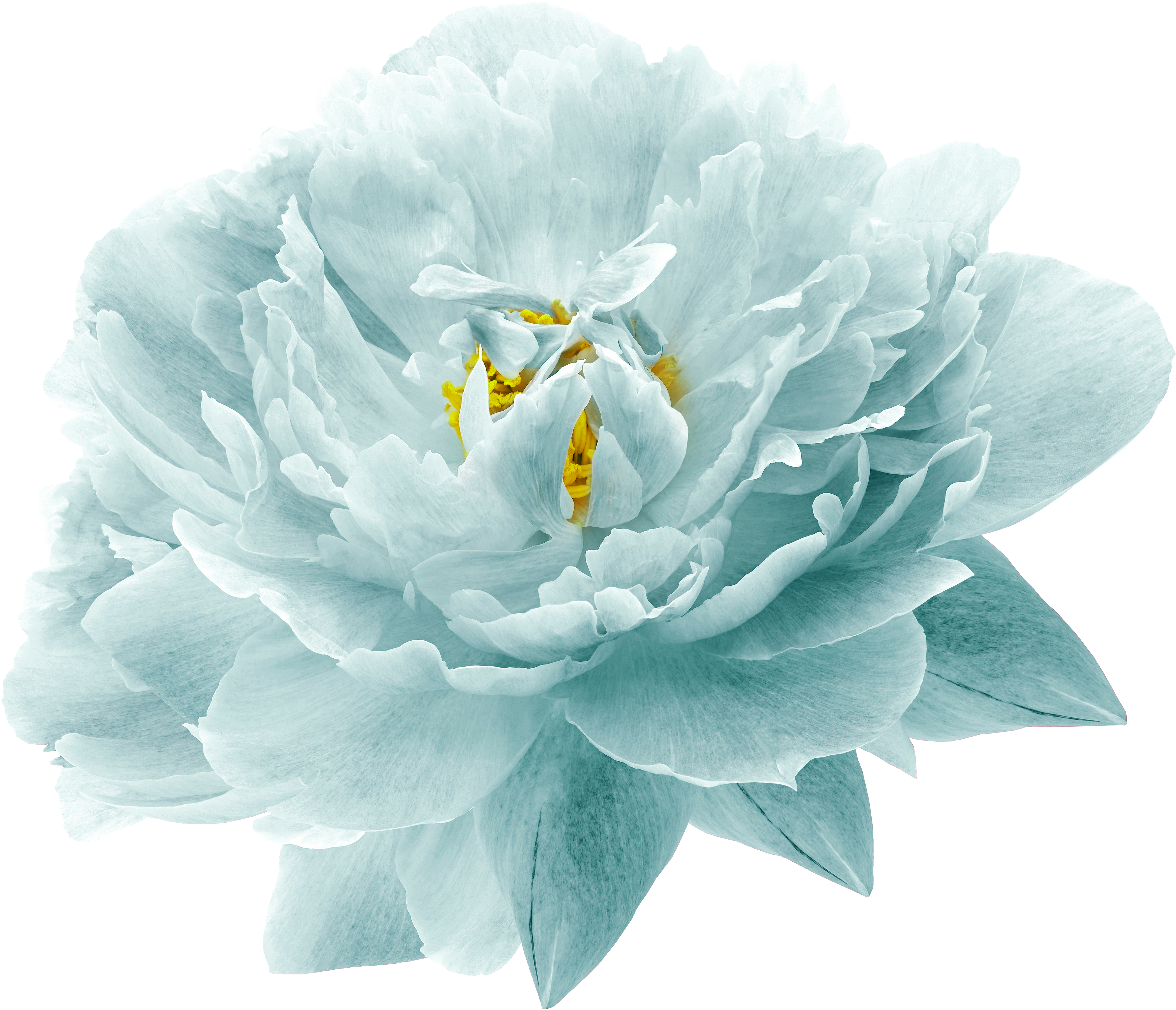 Blue Peony Flower