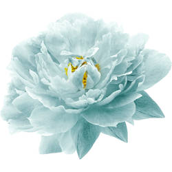 Light Turquoise Peony Tattoo Design