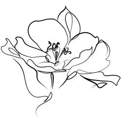 Lily, The Flower Tattoo Design
