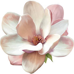 Magnolia Flower Tattoo Design