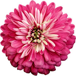 Hot Pink Chrysanthemum Tattoo Design