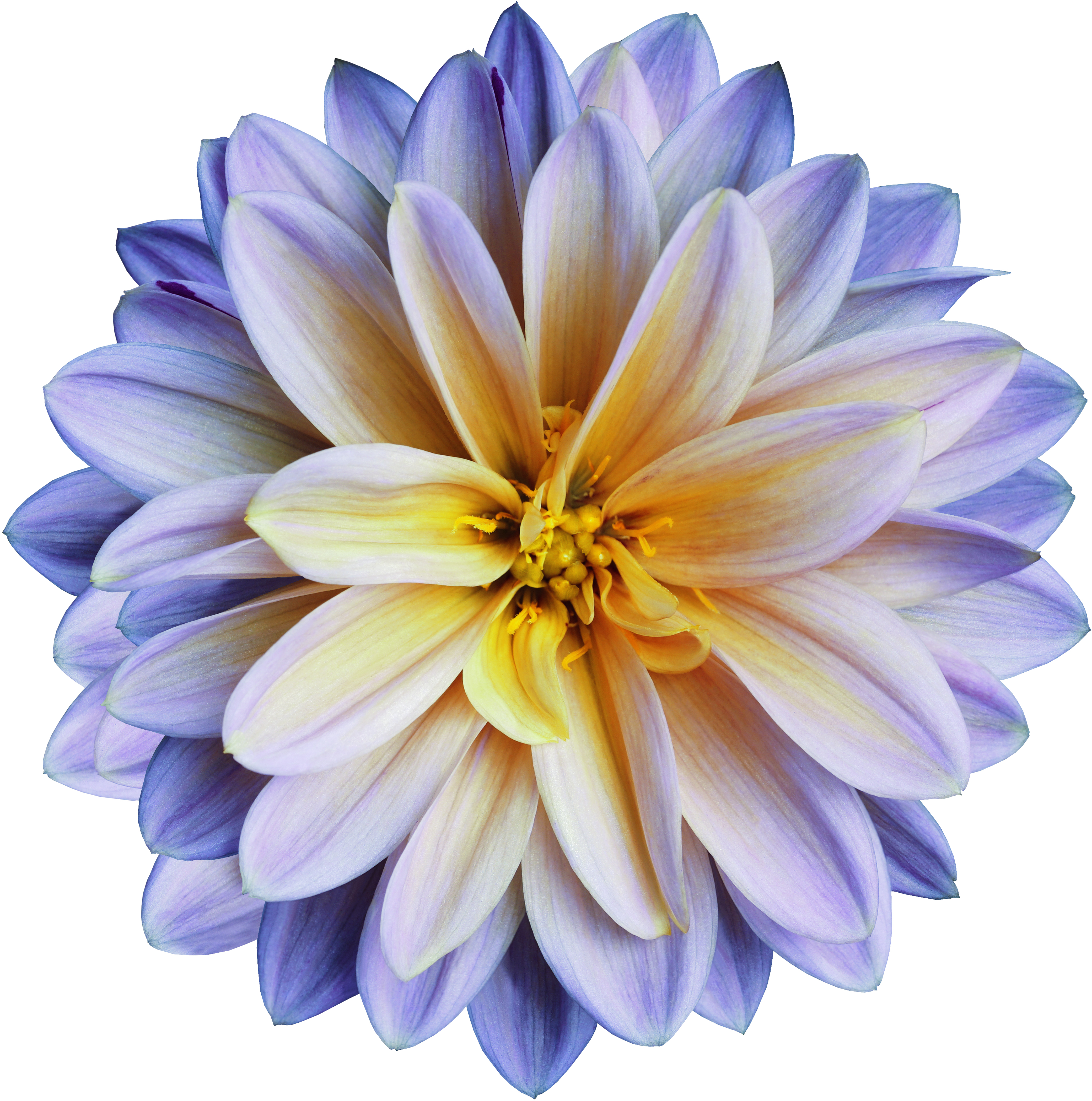 Black and white flower coloring with a child on Craiyon