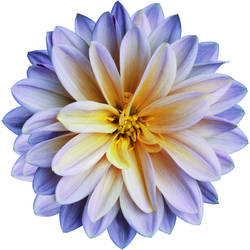 Purple and Yellow Chrysanthemum Tattoo Design