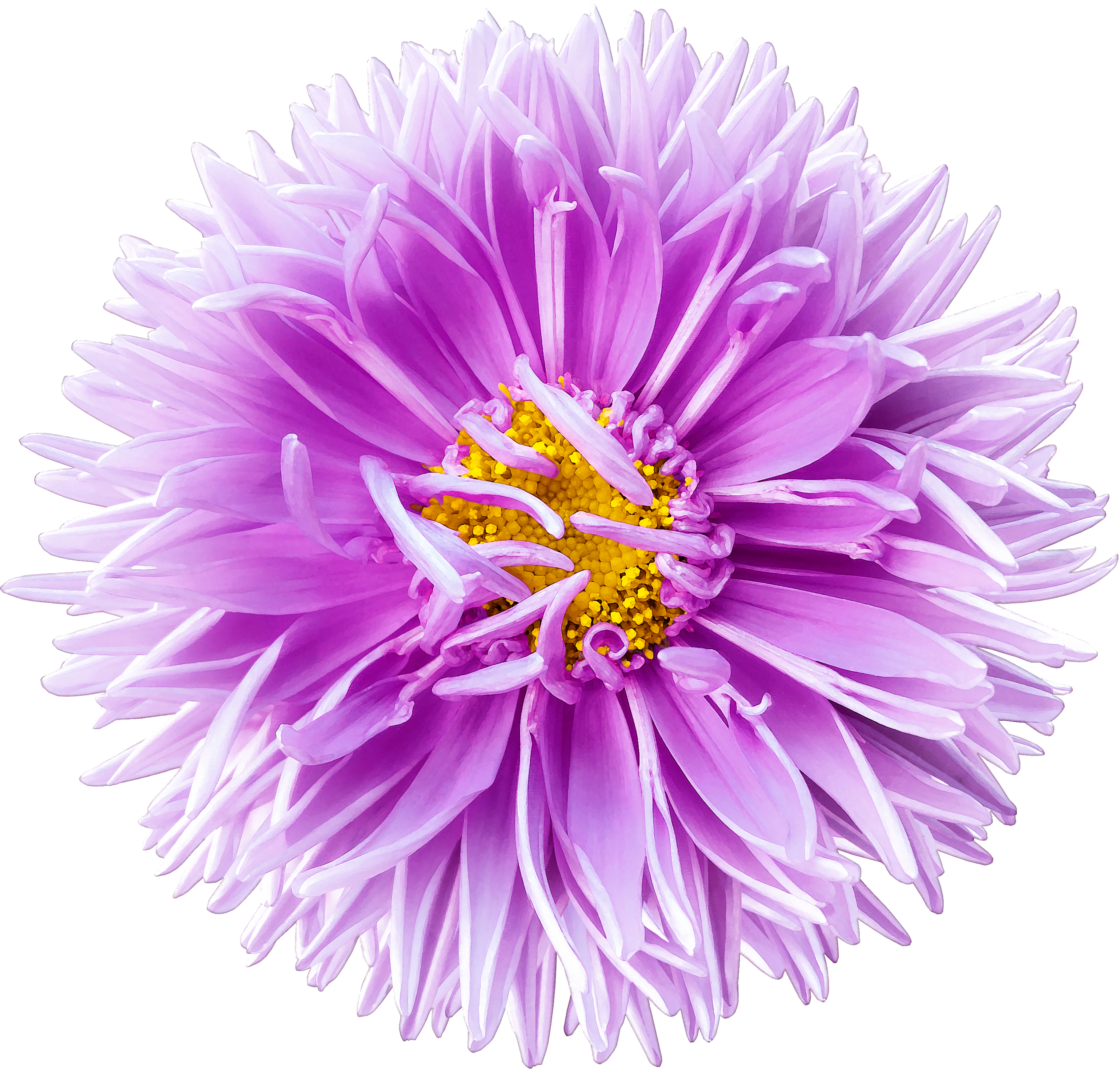 ArtStation - Chrysanthemum and Aster - Birth Flower Tattoo