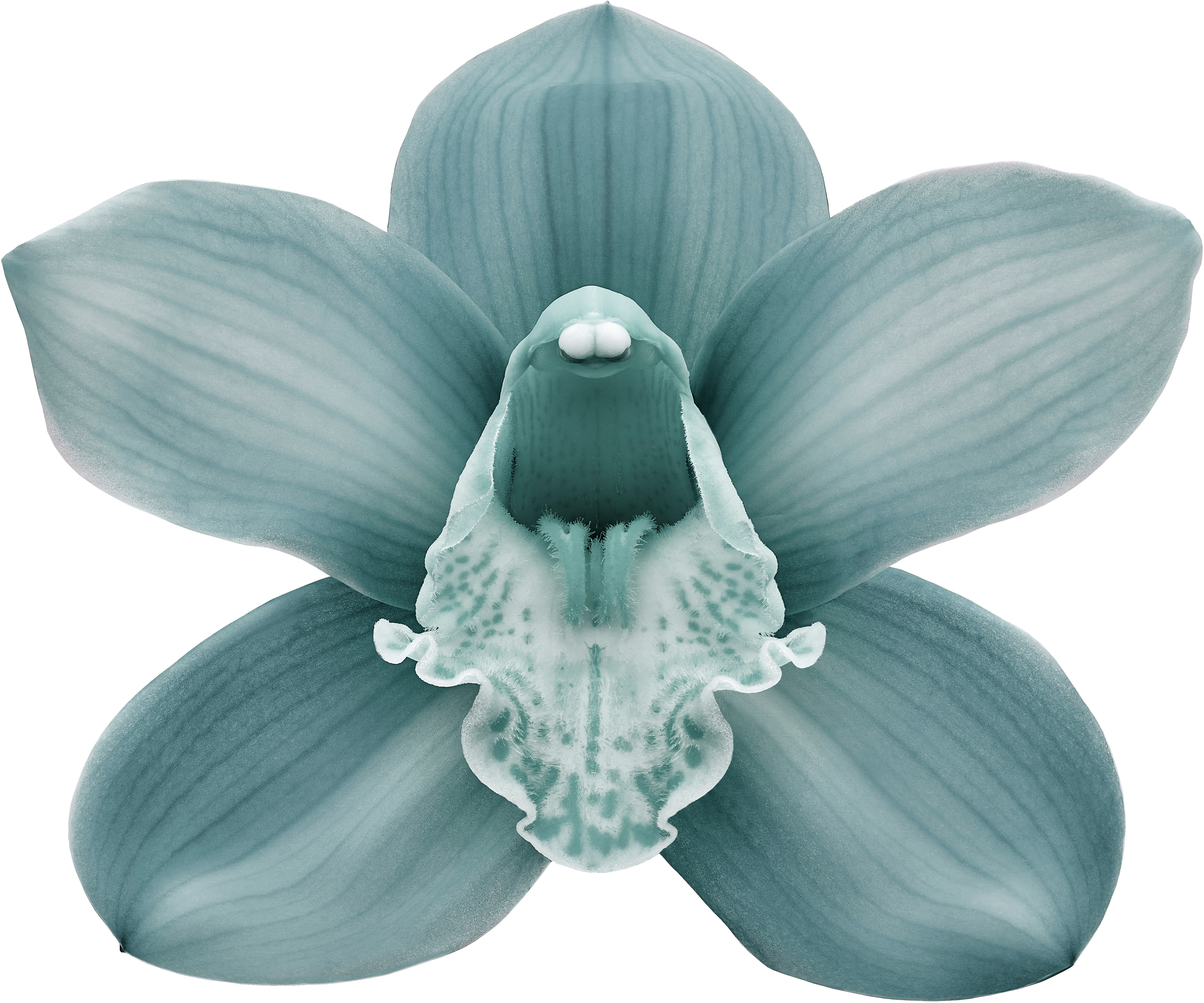 Small Orchid Tattoo for Women | TikTok