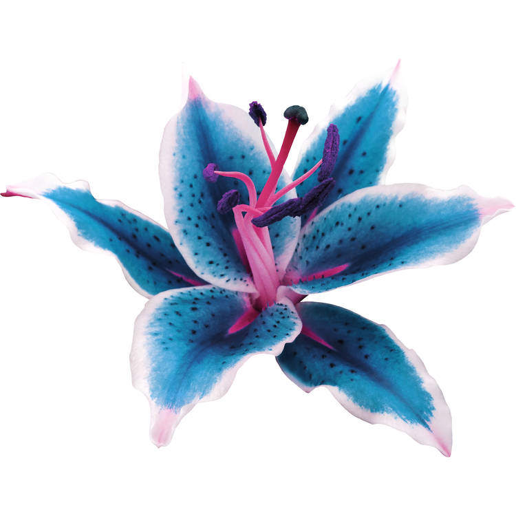 blue stargazer lily tattoo