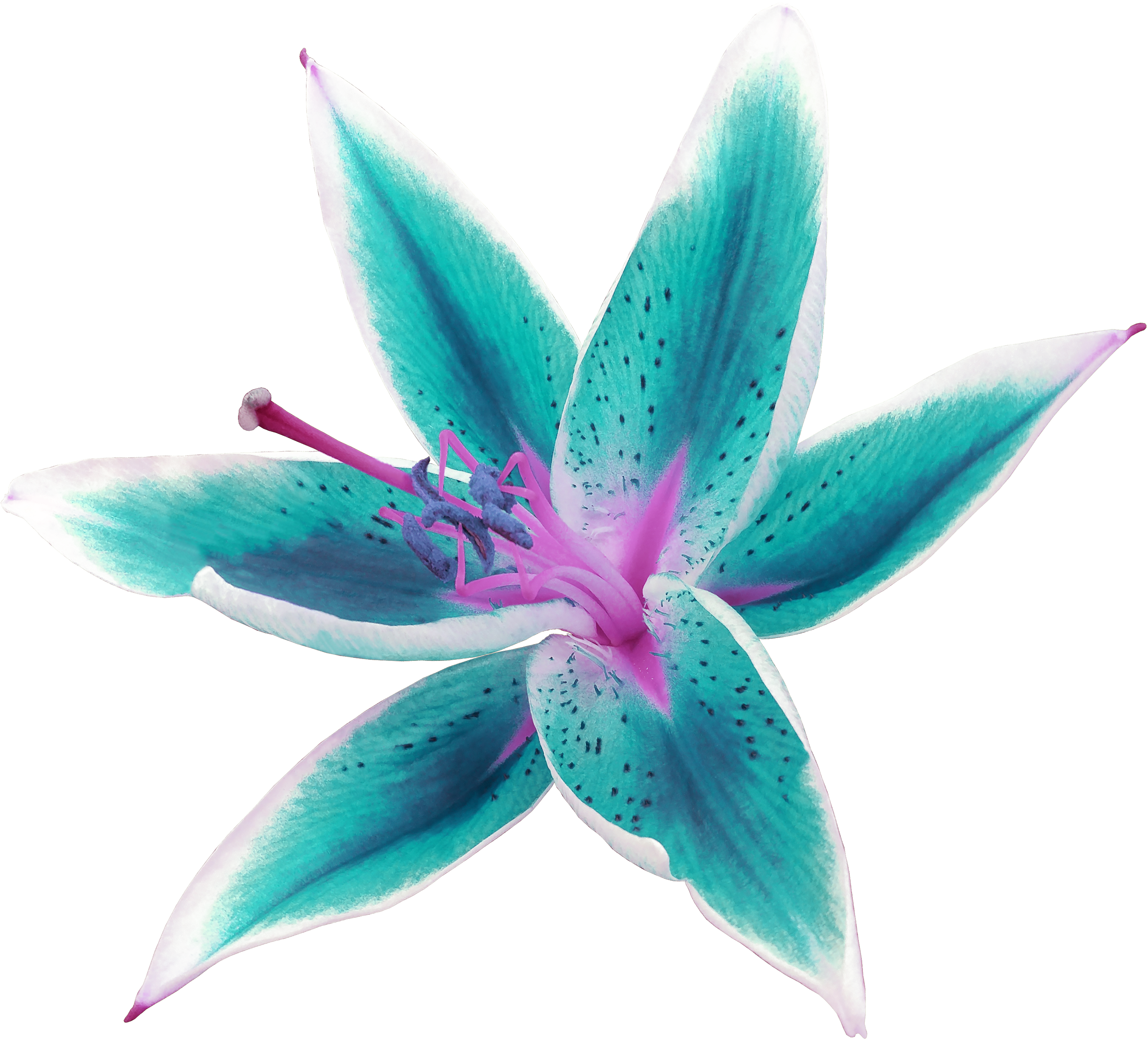 Lily Tattoo Design - Tattoos Designs