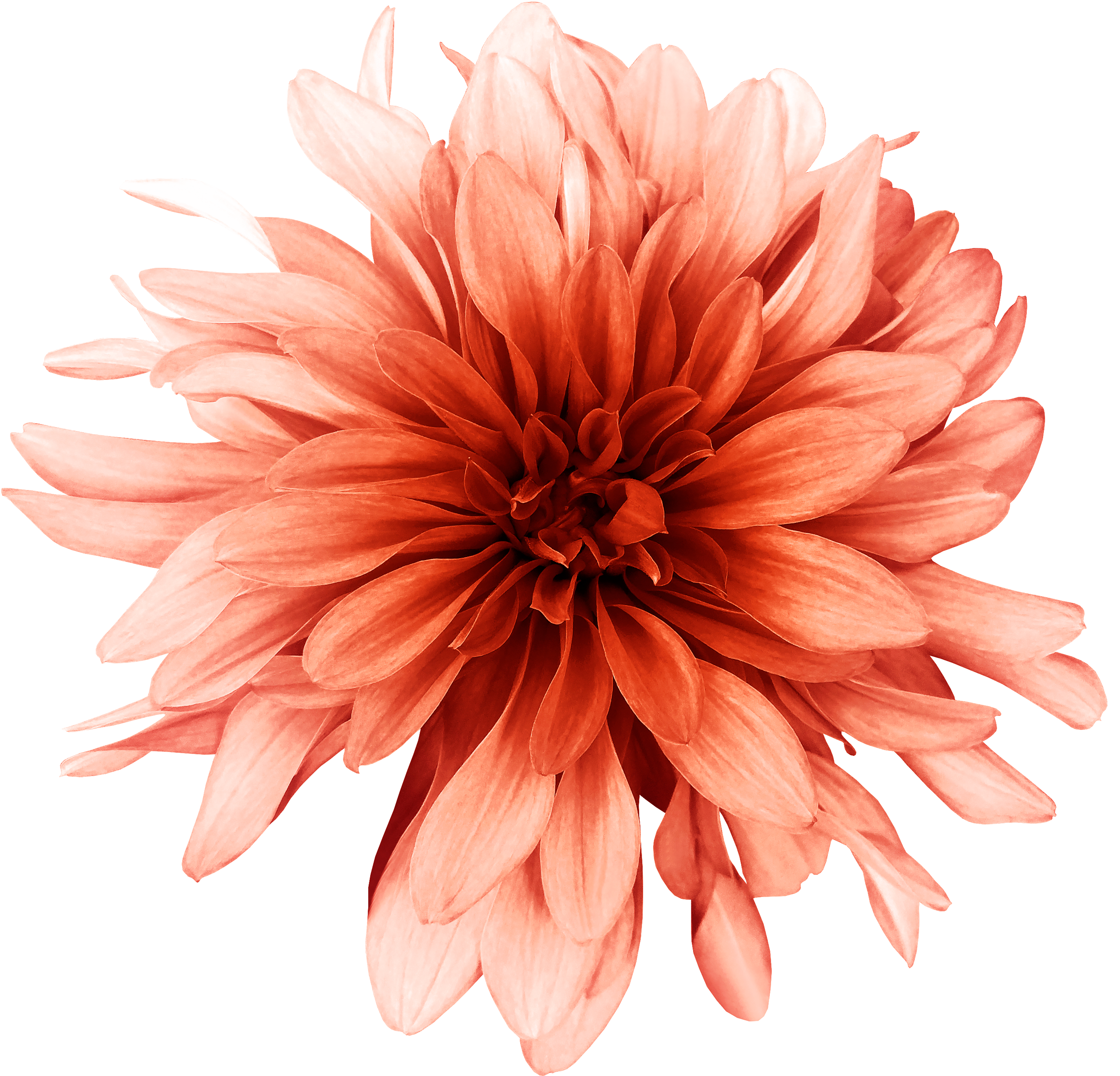 Dahlia Flower Tattoo Ideas - Temu