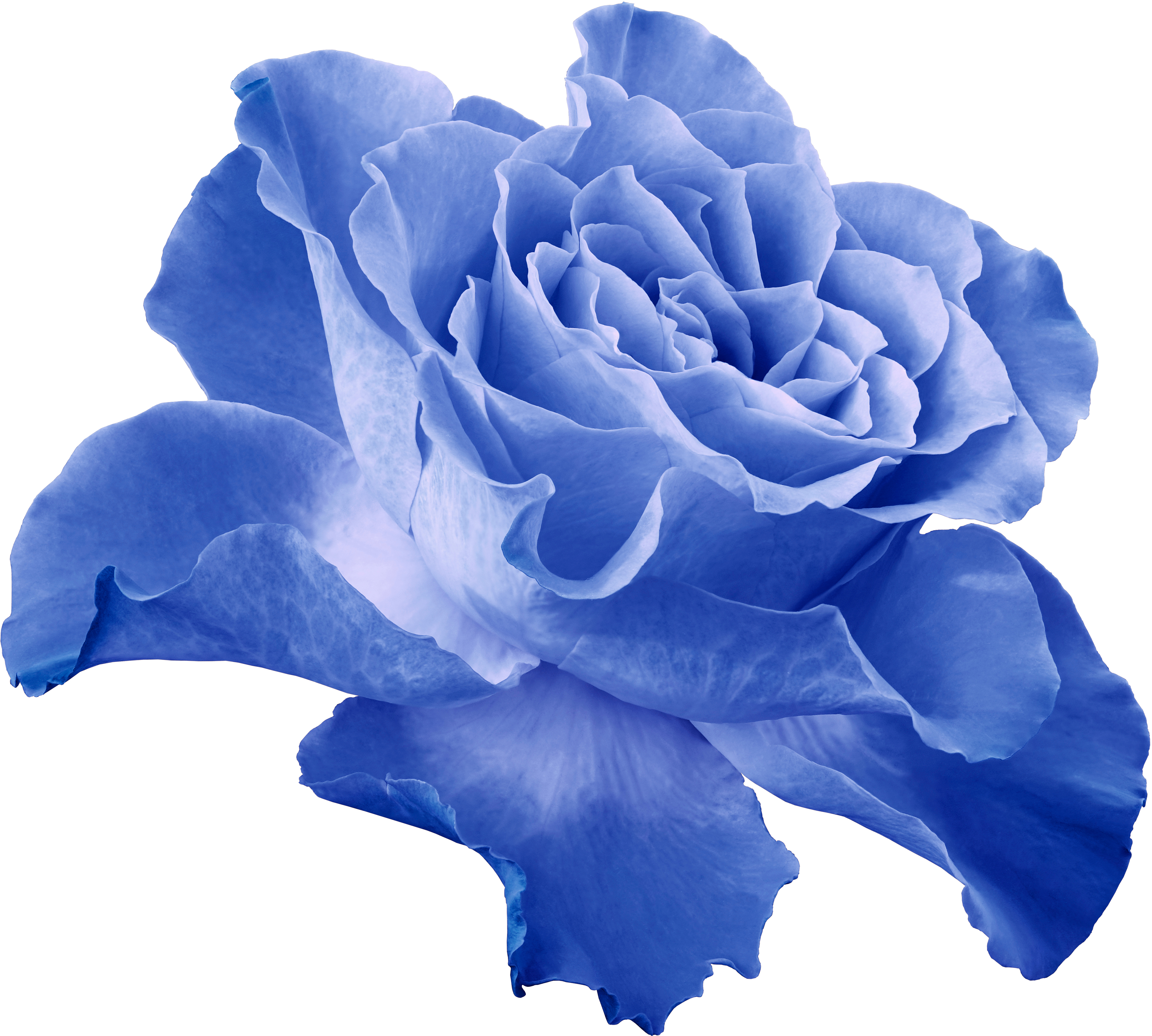 Blue Rose tattoo by Carlos Breakone | Post 18408