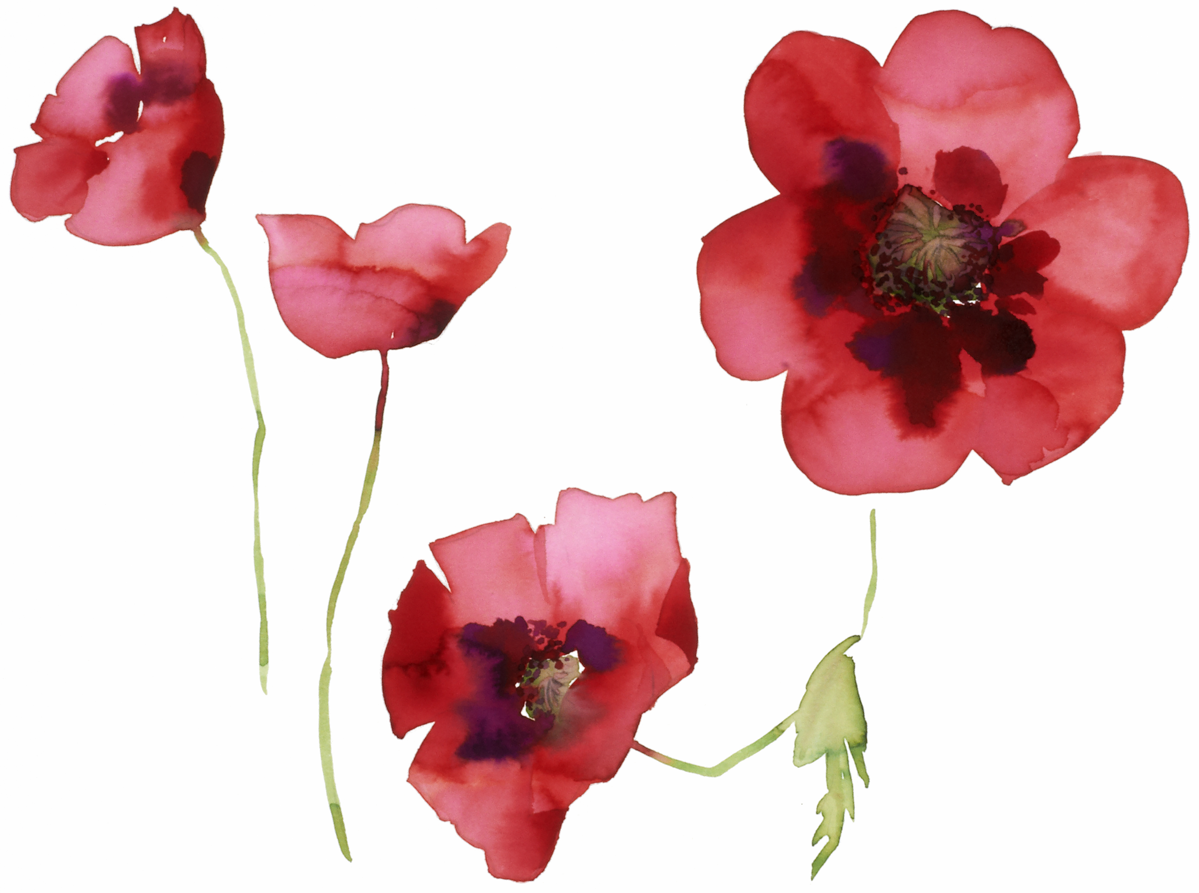 Poppy Flower Tattoo Simple Images | Free Photos, PNG Stickers, Wallpapers &  Backgrounds - rawpixel