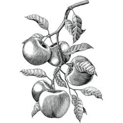 Sketched Apples