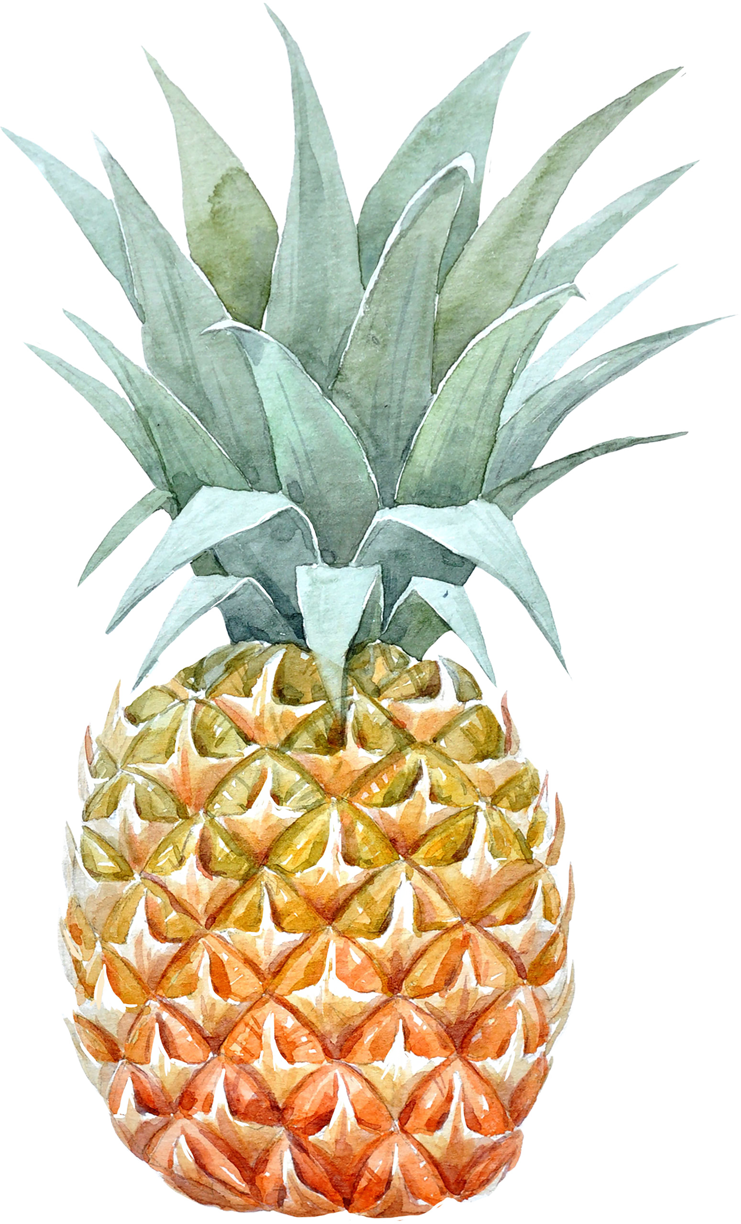 What Does A Pineapple Tattoo Symbolize? Warmth!