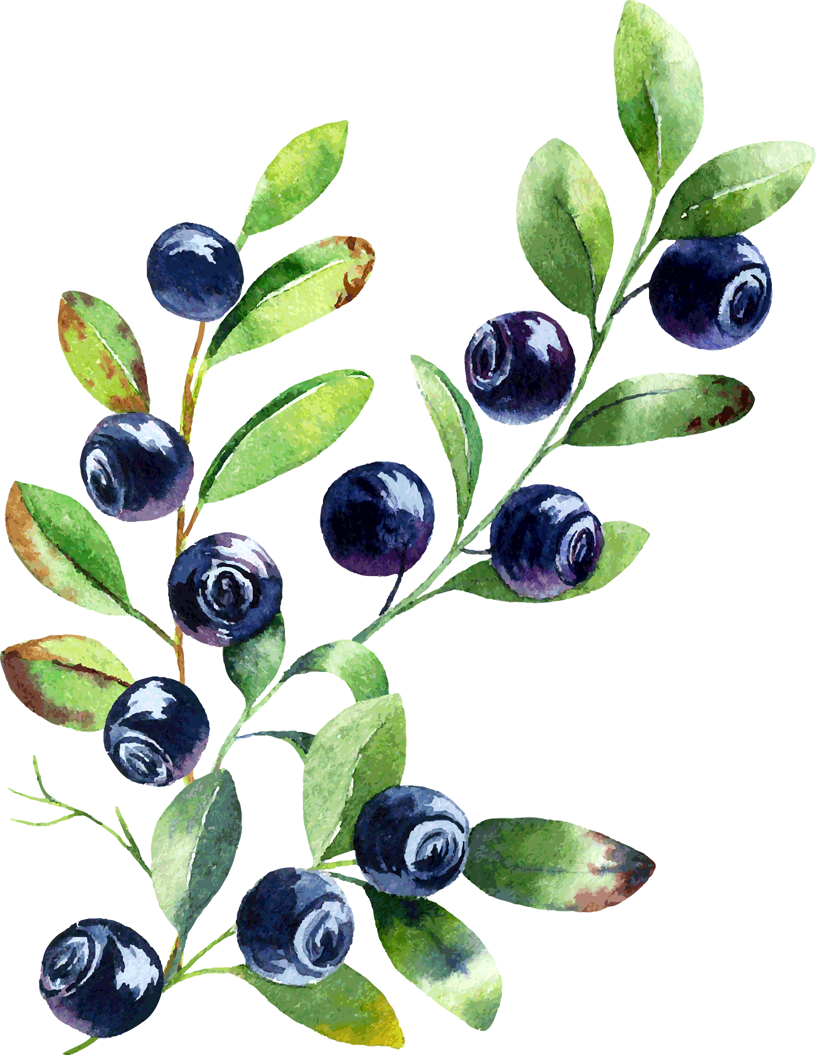 Blueberry Tattoos Symbolism Meanings  More