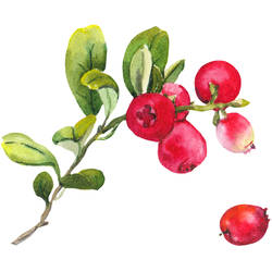 Watercolor Cranberry Tattoo Design