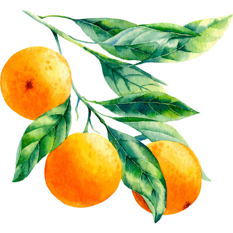 Watercolor OrangeTDFruit16