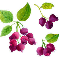 Watercolor Shadberries Tattoo Design